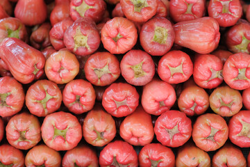 Freshly plucked rose apple fruit or jambu madu  display for sale