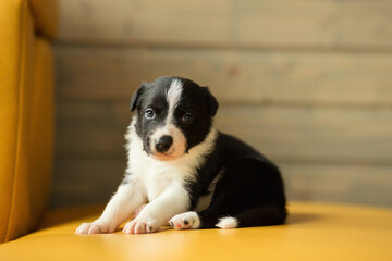 adorable border collie puppy dog lying down on a yellow sofa in a living room