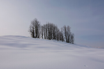 Lonely trees in frozen winterland