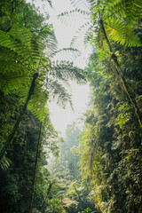 Fototapeta premium green forest in the morning tree green