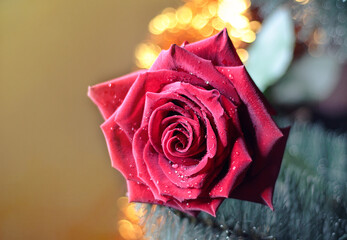 Red rose on the background of the Christmas tree. New year's background.