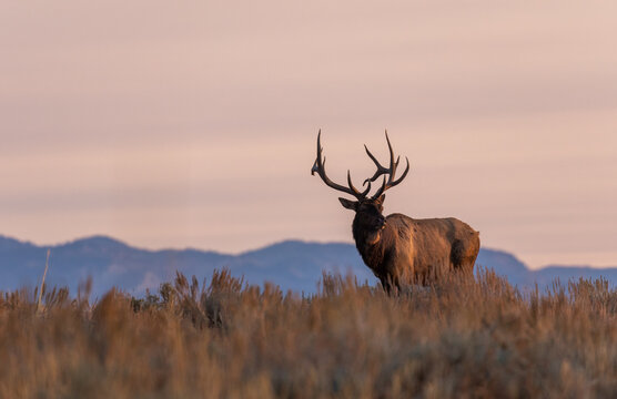 Bull Elk in the Rut in Wyoming in Autumn