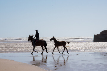 homme chevauchant un cheval sur une plage suivi d'un poulain 