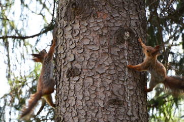 Two squirrels climb a tree trunk