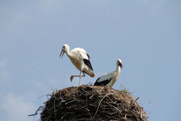 two storks standing in a nest of sticks