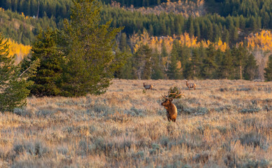 Bull Elk in the Rut in Wyoming in Autumn