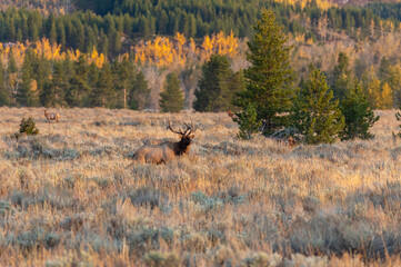 Bull Elk in the Rut in Wyoming in Autumn