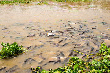 The fish that came to feed the food the man gave. Riverbank