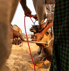 piercing of camel nose at pushkar camel festival.