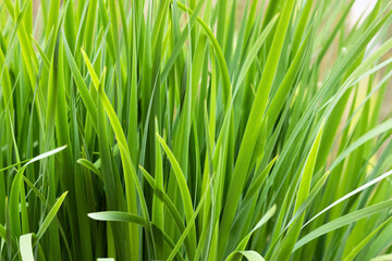 Background of hemerocallis fulva grass. Hemerocallis fulva close up with mockup