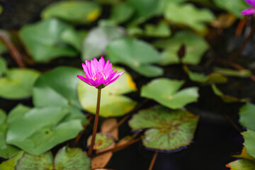 A long purple lotus flower in the pond