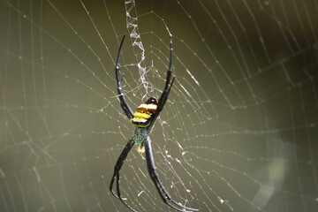 spider on web