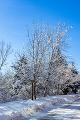 THE FIRST SNOW COVERED TREES
