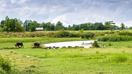 The buffalo raised by villagers in the middle of the field are playing in the water.
