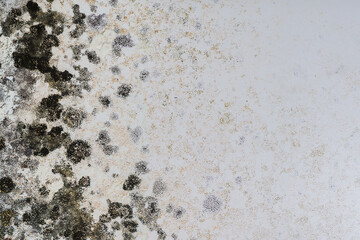 Heavily moldy wall or furniture side. It can be caused by a damp cold wall