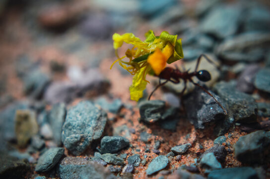 Macro stock photo of  an ant carrying a flower between rocks in colored Purmamarca village , Jujuy, Argentina