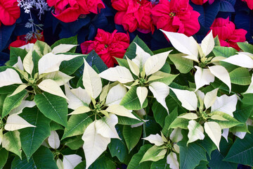 background of red and white poinsettia flowers at Christmas