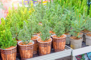 Fototapeta na wymiar Canadian spruce, thuja, juniper, cypress in pots on sale on the eve of the holiday in the store's greenhouse.