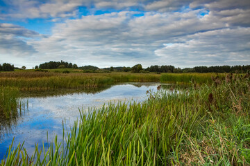 Pond at the end of summer