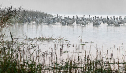 Cranes (Grus grus) stand in the lake's water in the dense morning mist