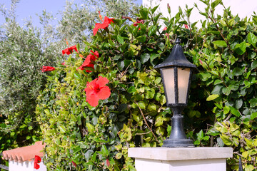 Fototapeta na wymiar lantern and hibiscus bush in the garden