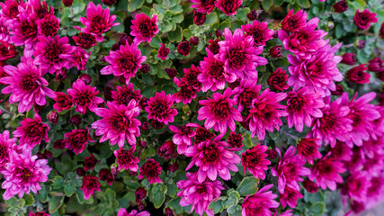A large bush of autumn chrysanthemums, suitable for the background in the designer's work.