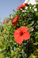 red hibiskus flowers in the garden © Elena Umyskova