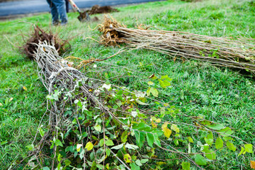 Small trees with roots ready to be planted. Restoration of ecology. New world.