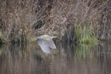 Eurasian bittern or great bittern (Botaurus stellaris) Germany