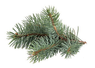 Pinecone isolated on white background with clipping path