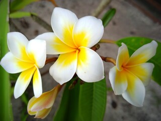 frangipani plumeria flower