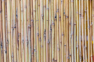 Dry bamboo background