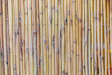Fototapeta premium Dry bamboo background