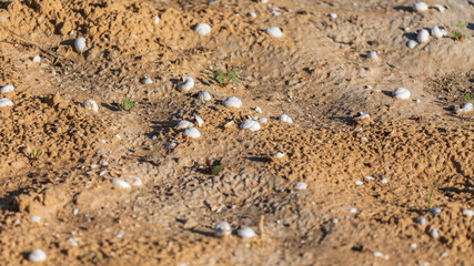 Fototapeta premium Big flock of a snails