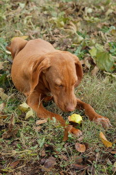 Cute Vizsla Puppy Laying On The Ground And Eating Apple