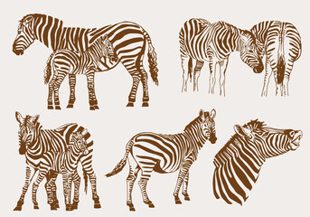 Fototapeta na wymiar Vector sepia illustration, set of zebras , vintage pattern