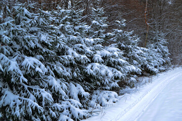 Pine trees in the snow along the road