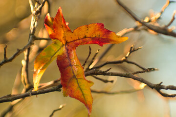 Fototapeta premium Isolated colorfull autumn leave on a tree in november 2020 made with a Jupiter 9 85mm lens in Weert the Netherlands