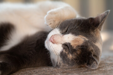 Fototapeta na wymiar Close up Gray tabby cat stay on floor