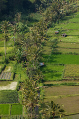 Crop fields, and rice paddies, near the village of Besakih in the eastern part of the island of Bali, Indonesia.