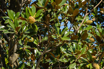 Fototapeta na wymiar Evergreen southern magnolia (Magnolia grandiflora) with green leaves. Close-up of fruits or cones of evergreen magnolia. Public landscape 'Galitsky Park' for recreation and walks. Sunny autumn 2020