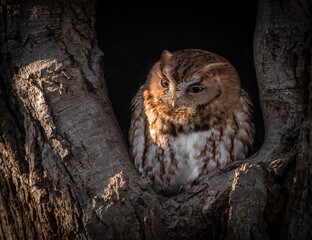 Eastern Screech Owl in a Tree 