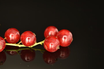 Organic, red currants , close-up, isolated on black.