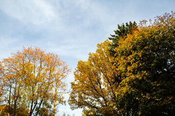 Fototapeta premium Trees with yellow foliage against a blue sky