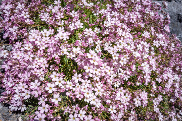 Obraz premium Gypsophila repens wild flowers in Vanoise national Park, France