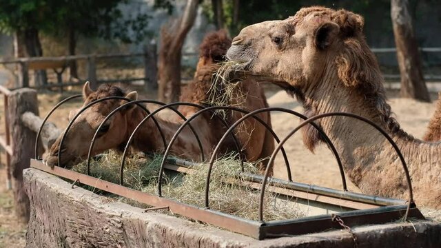 Camels are enjoying eating Its hay