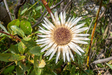 stemless carline thistle in Vanoise national Park valley, French alps