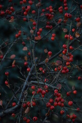 Irga pozioma owoce jesienne tło rockspray autumn dark background
