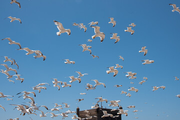 nuée de mouettes volant au-dessus d'un fort
