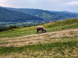 The mountains nature ram
